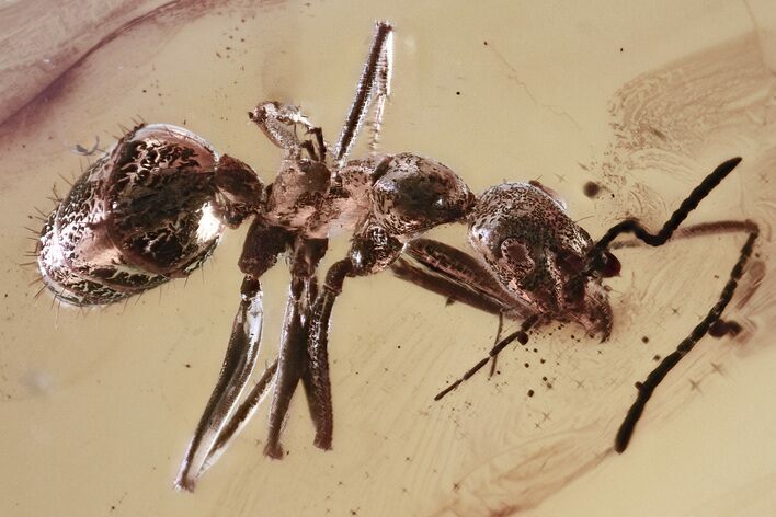 Detailed Fossil Ant (Yantaromyrmex) In Baltic Amber #381225